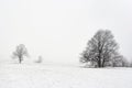 Trees in winter landscape Royalty Free Stock Photo