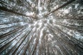 Trees in winter, low angle Royalty Free Stock Photo