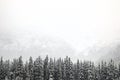 trees in winter in the middle of snow and mountains in Norway