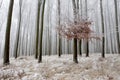 Trees in winter misty forest with remains of autumn leaves Royalty Free Stock Photo