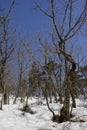 Trees in winter