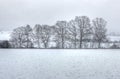 Trees winter snow storm landscape, Vielsalm, Ardens, Belgium