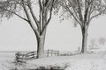 Trees Winter Snow Storm Noordeloos Royalty Free Stock Photo