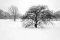 Trees in Winter 1