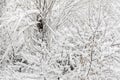 Trees in winter time, branches covered with white snow and ice Royalty Free Stock Photo