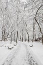 Trees in winter time, branches covered with white snow and ice, outdoor park with benches Royalty Free Stock Photo