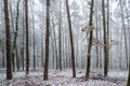 Trees in winter with fallen leaves on the ground Royalty Free Stock Photo