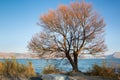 Trees in winter