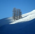 Trees in winter Royalty Free Stock Photo