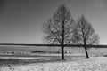 Trees on a winters day Royalty Free Stock Photo