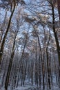 Trees in winterscape Royalty Free Stock Photo