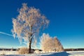 Trees in wintry landscape