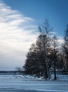 Trees in wintry landscape Royalty Free Stock Photo