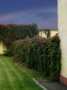 Girlish grapes braided the fence and walls of the building. Red leaves against a dark sky.