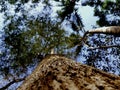 Trees Wods sky green tamarind Royalty Free Stock Photo