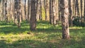 Trees in the woodland or forest with golden sunlight colors at springtime and green grass with selective focus as nature backgroun Royalty Free Stock Photo