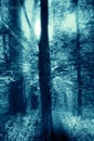 Trees in woodland forest with light rays beams shining through branches.  With blue toning Royalty Free Stock Photo
