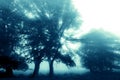 Trees in woodland forest with light rays beams shining through branches. With blue toning