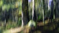 Trees in woodland. ICM nature abstract Royalty Free Stock Photo