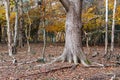 Trees in a woodland setting adorned with autumn leaves, Burnham Beeches, Buckinghamshire, UK