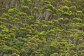 Trees in the woods Royalty Free Stock Photo