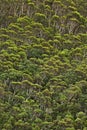 Trees in the woods Royalty Free Stock Photo