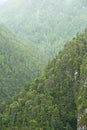 Trees in the woods Royalty Free Stock Photo