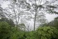 Trees in the woods. Forest on a misty morning. Nature landscape background with green meadow and wood tree in the forest. Royalty Free Stock Photo