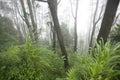 Trees in the woods. Forest on a misty morning. Nature landscape background with green meadow and wood tree in the forest Royalty Free Stock Photo