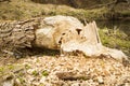 Trees in woods gnawed by beavers Royalty Free Stock Photo