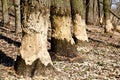 Trees in woods gnawed by beavers Royalty Free Stock Photo