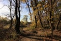 Trees in the woods, path in autumn forest, panorama, autumn landscape. Golden autumn in the forest