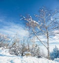 Trees, woods and winter snow on mountain for ski holiday or landscape environment or adventure, climate or nature Royalty Free Stock Photo