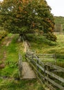 Trees on Wooler Common in Auntumn Colour.