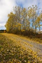 Trees in yellow