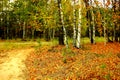 Trees with yellow falling golden leaves Royalty Free Stock Photo