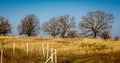 Trees on yellow grass Royalty Free Stock Photo