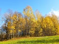 trees yellow leaves in autumn on blue sky background Royalty Free Stock Photo