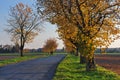 Trees with yellow leaves in the autumn sun, standing beside the road. Royalty Free Stock Photo