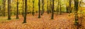 Trees with yellow leaves and fallen leaves in the autumn forest. Panorama. General view Royalty Free Stock Photo