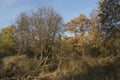 Trees with yellow leaves foliage on branches, dry brown grass on a clear blue sky background. Sunny autumn day in a countryside Royalty Free Stock Photo