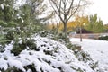 Trees with yellow leaves and trees with green leaves, snow day