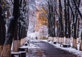 Trees with yellow leaves in the snow Royalty Free Stock Photo