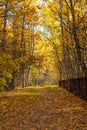 Trees with yellowed leaves in an autumn Park Royalty Free Stock Photo