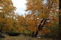 Trees with yellowed leaves on a cloudy autumn day on the banks of the river Royalty Free Stock Photo