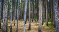 Trees in the Yellowstone forest Wyoming Idaho