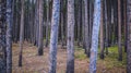 Trees in the Yellowstone forest Wyoming Idaho