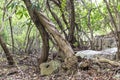 Treesin the wild jungle of Dominica Royalty Free Stock Photo