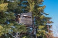 Treestand in a Spruce Patch Royalty Free Stock Photo
