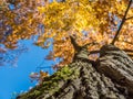Treetop in autumn nature image Royalty Free Stock Photo